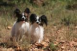 EPAGNEUL PAPILLON 147